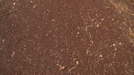 forest walking path, stony soil