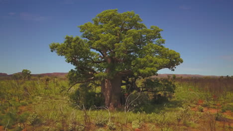 boab tree western australia outback kimberley landscape drone aerial looma camballin aboriginal land green wet season northern territory faraway downs under broome darwin fitzroy crossing circle left