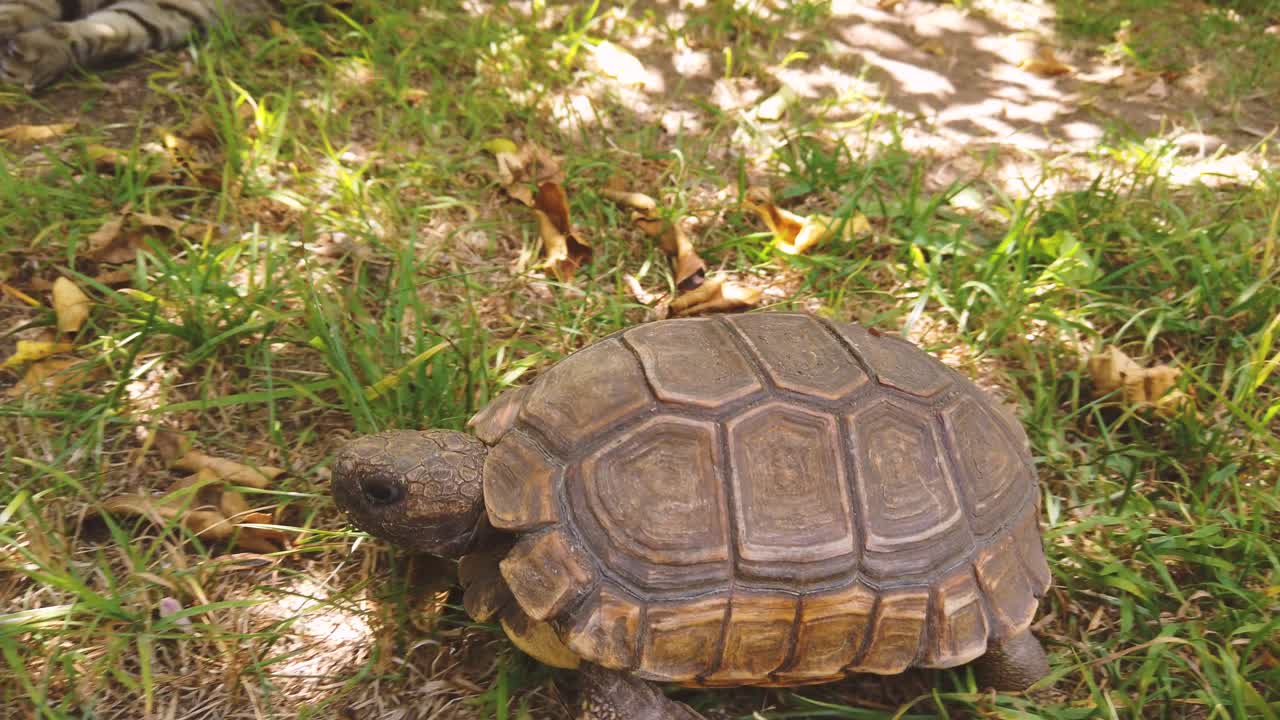 Close up at old tortoise walking at the garden next to a cat relaxing on a tree, animals companionship