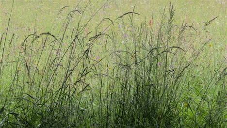 Summer-grasses-in-the-shade-of-an-Oak-tree-on-a-sunny-evening-in-a-wildflower-meadow,-Hanbury,-Worcestershire,-England