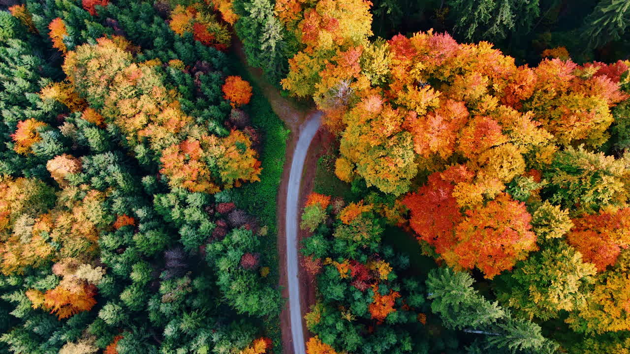 Top view of autumn forest road. A narrow forest road surrounded by colorful Bavarian autumn trees