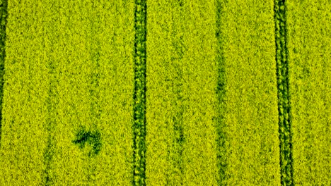 aérea sobre un campo amarillo maduro de colza en noruega