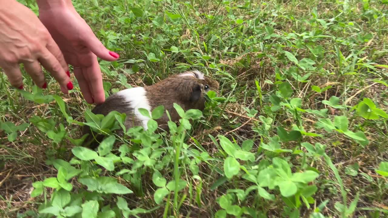conejillo de indias en hierba