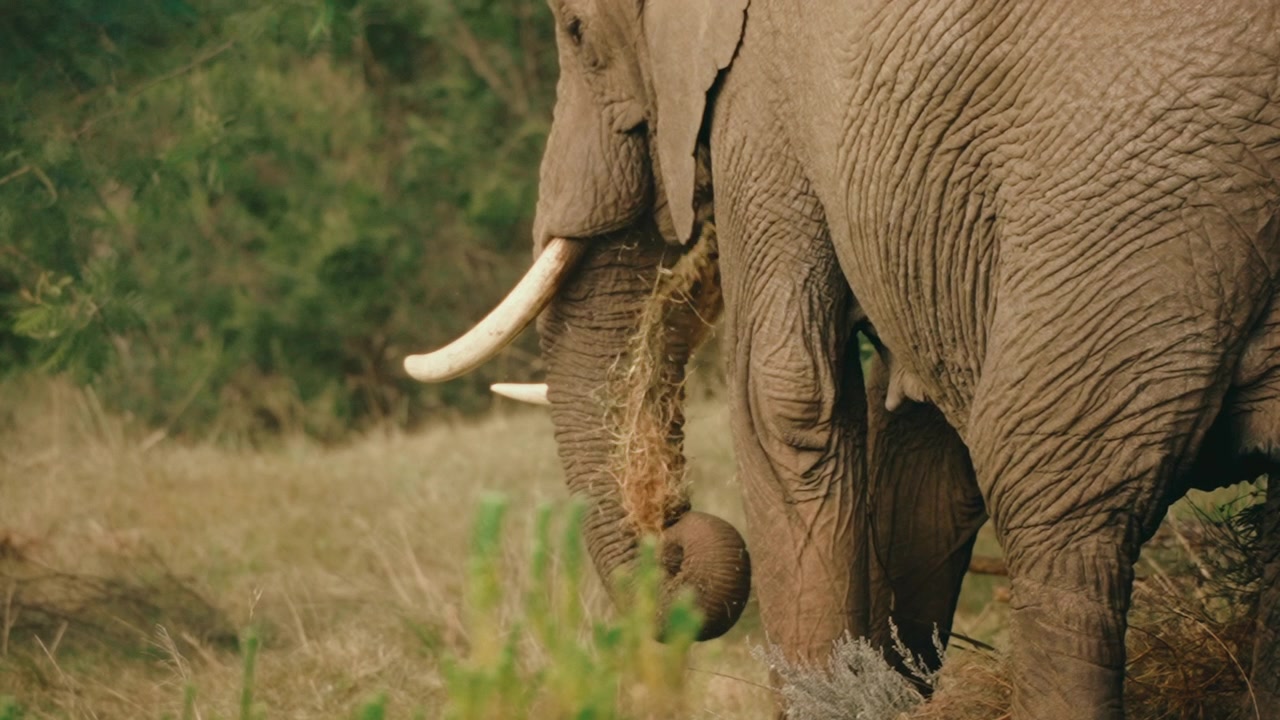 Vild afrikansk elefant spiser græs med snabel i slowmotion, Sydafrika safari ved solopgang i 4K