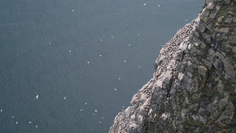 Schwarm-Weißer-Seezungenvögel,-Die-In-Der-Nähe-Einer-Felsigen-Klippe-Fliegen-Und-Nisten,-Blick-Von-Oben-Nach-Unten-Aus-Der-Hand