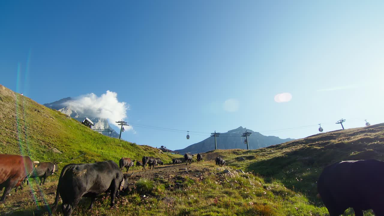 Cows grazing in green fields with ski cable cars passing in the sunny Cervinia mountains in Italy