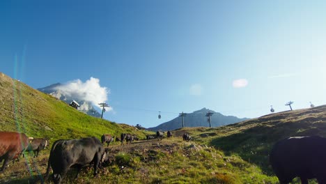 Cows grazing in green fields with ski cable cars passing in the sunny Cervinia mountains in Italy
