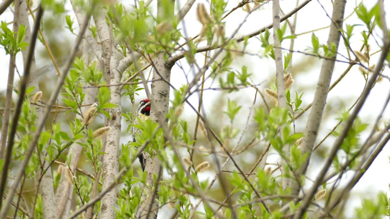 captura de pantalla de un chupasavia de vientre amarillo martillando en un árbol forestal, especie de pájaro carpintero