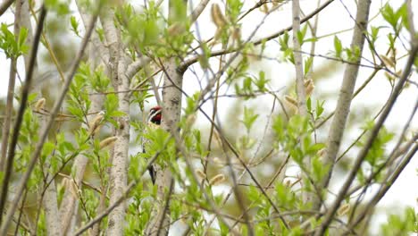 Closeup-Shot-Of-A-Yellow-bellied-Sapsucker-Hammering-In-A-Forest-Tree,-Woodpecker-Species