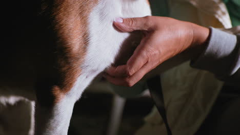 female hand gently rubbing tummy of puppy creating heartwarming bond under soft evening light showing tenderness, love, and emotional connection between pet and owner during quiet peaceful moment