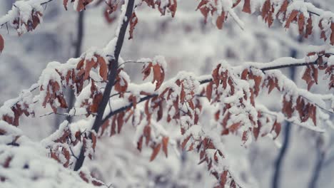 輕微的雪覆蓋了乾燥的秋葉在薄薄的細枝 - 1