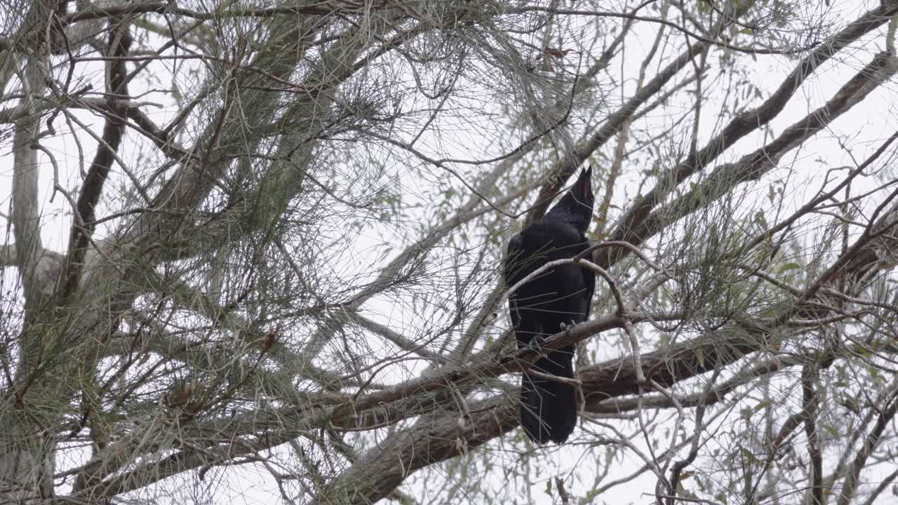 большая австралийская воронка сидит на ветке внутри леса, наблюдая за окрестностями.