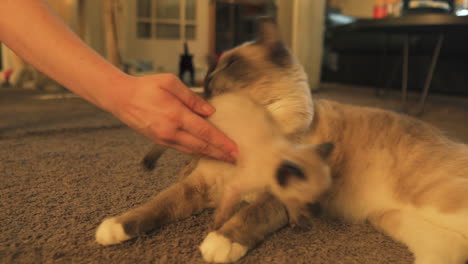 kittens playing next to adult siamese cat, medium shot truck right