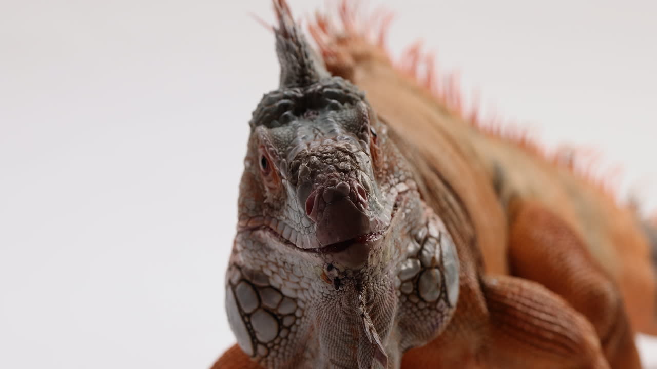 흰색 배경에 고립 된 녹색 이구아나 - 코와 입에 가까이