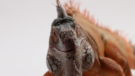 Green-iguana-isolated-on-white-background---Close-up-on-nose-and-mouth