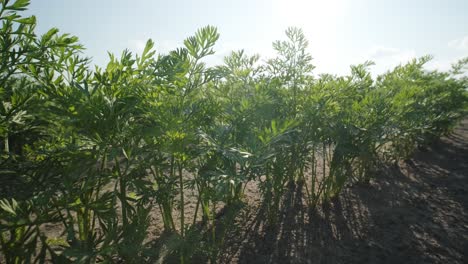 beautiful view of green sprouts in fertile soil in the field