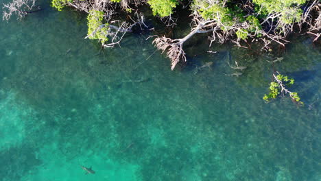 High-angle-view-of-clear-turquoise-sea-water-along-coast