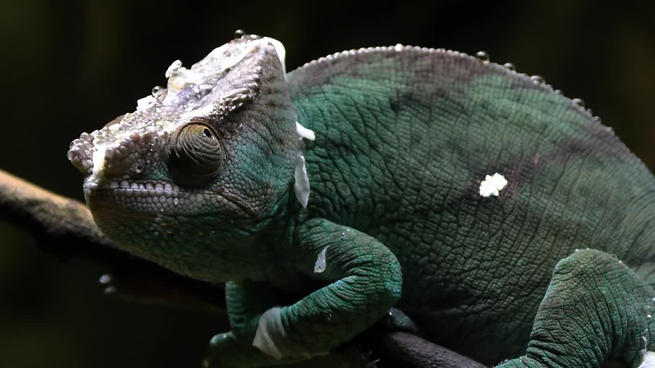 목회자 카멜레온이 나가지 위를 고 천천히 움직이고 있습니다.