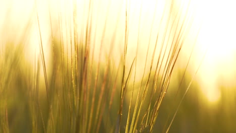 Panning-shot-of-common-wheat-crop-closeup-revealing-from-out-of-focus