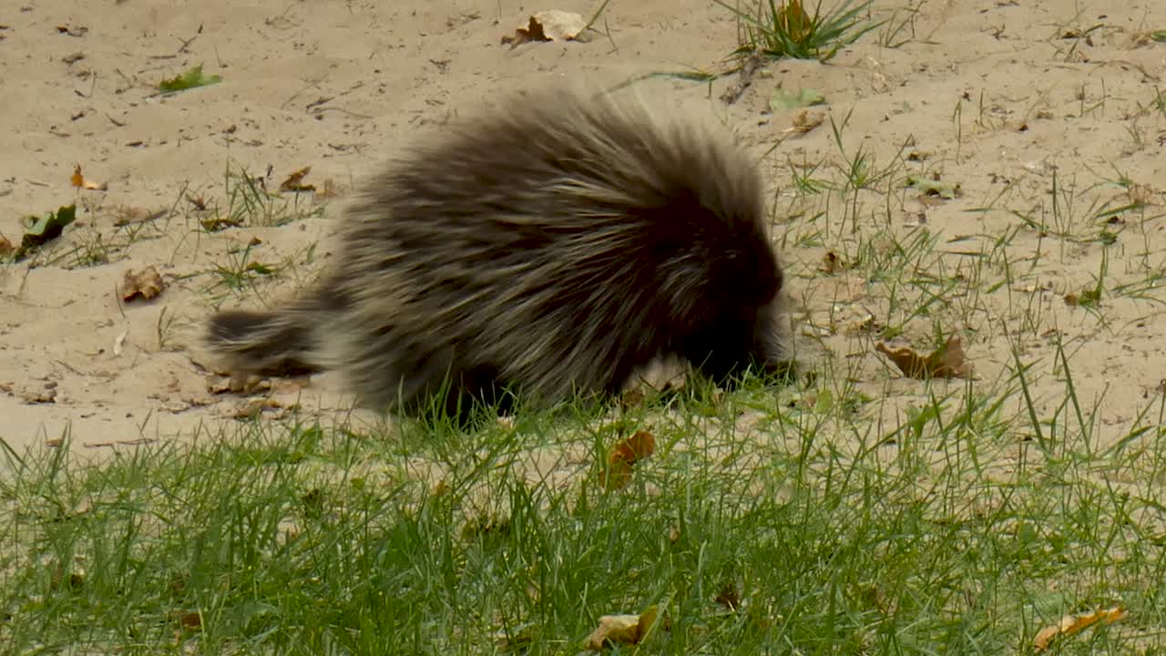 Porcupine looks around before walking off.