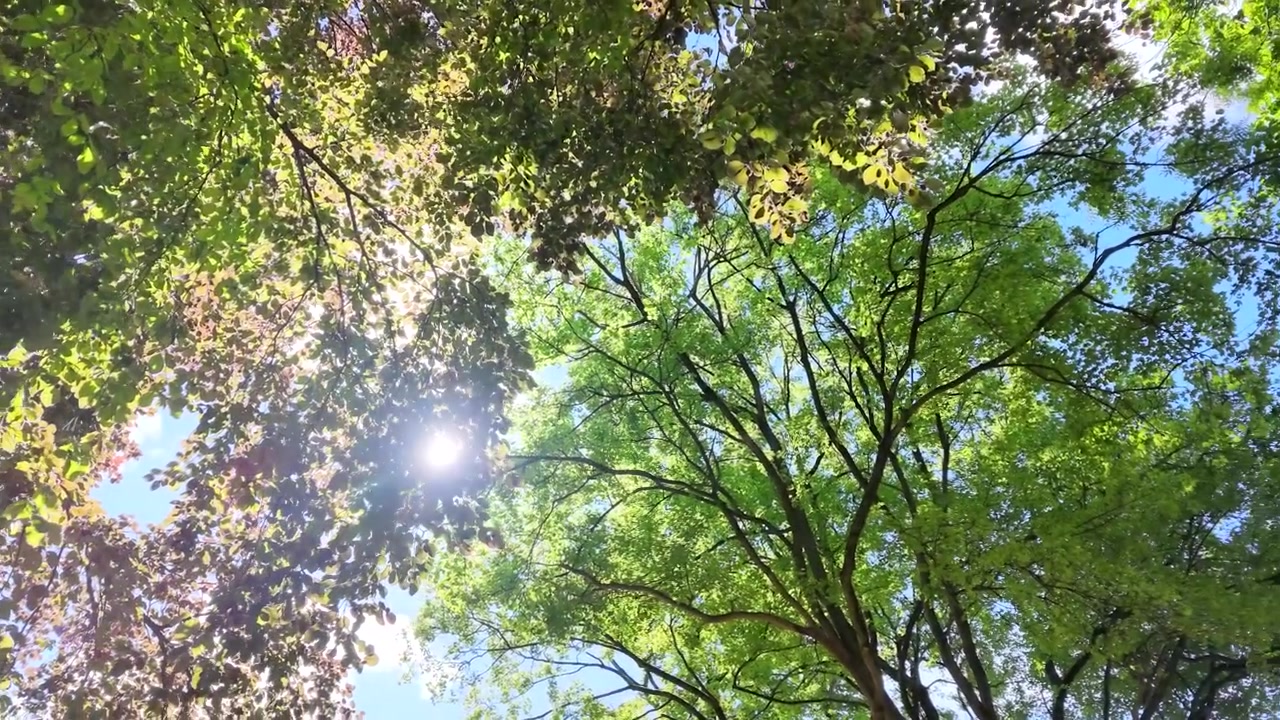 La luce del sole filtra attraverso foglie e rami verdi lussureggianti in un'inquadratura dal basso verso l'alto.