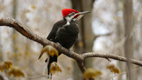 close view of the pileated woodpecker standing still on a branch, forest bird with a red crest