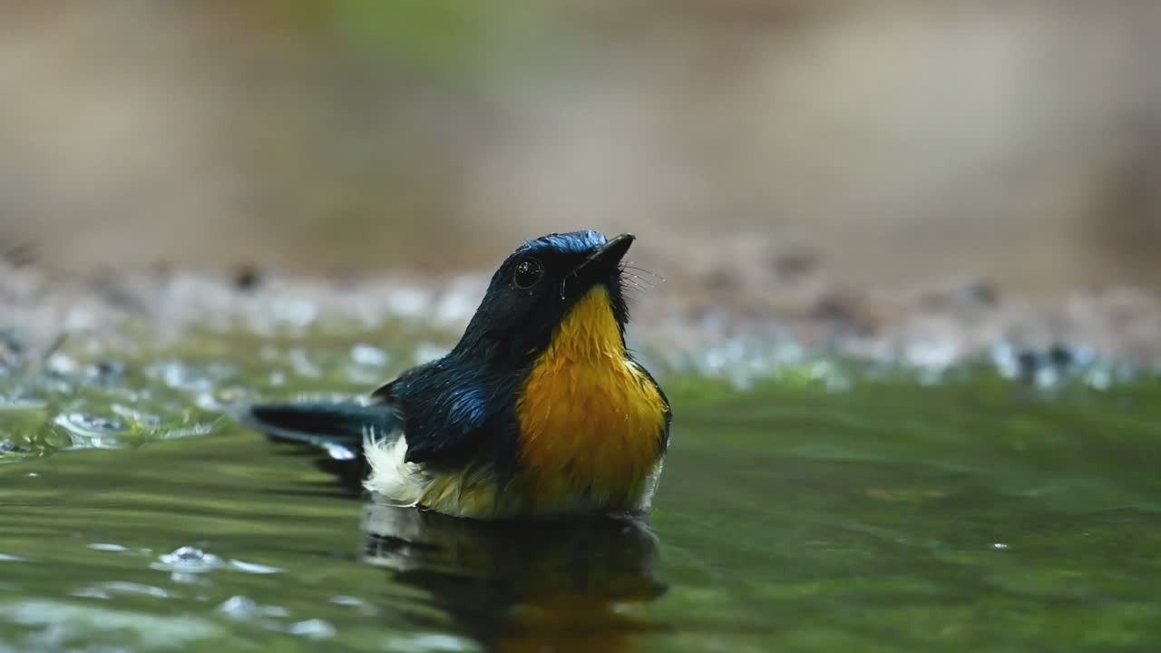 Cacciamosche blu indocinese, Cyornis sumatrensis, che si bagna prima del tramonto in una foresta e poi vola via.