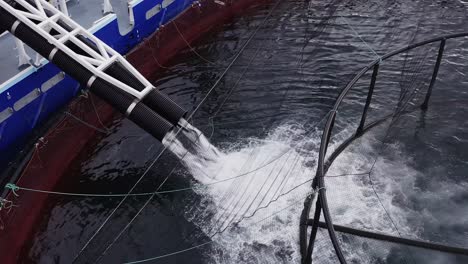 Close-up-drone-shot-of-fish-being-placed-into-a-fish-farming-cage-on-Uist