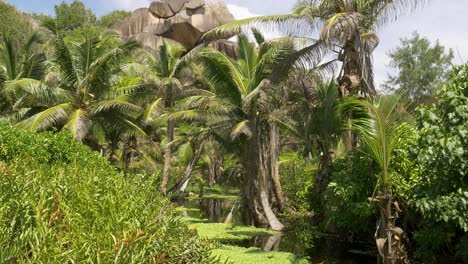 Dreharbeiten-Zu-Einem-Teich-Auf-Der-Insel-La-Digue,-Seychellen,-Afrika,-Umgeben-Von-Palmen-Und-Granitfelsen