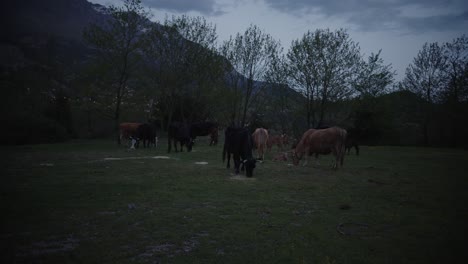 multiple cows resting and grazing in a forest clearing during twilight, framed by tall trees and darkening sky.