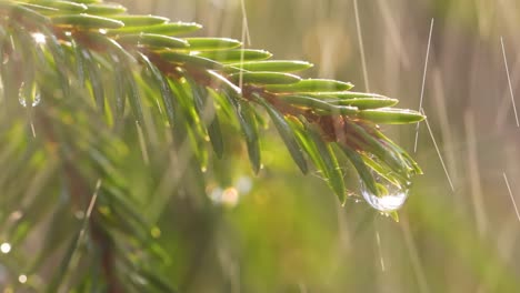 Lluvia-En-Un-Día-Soleado.-Primer-Plano-De-La-Lluvia-Sobre-El-Fondo-De-Una-Rama-De-Abeto-De-Hoja-Perenne.