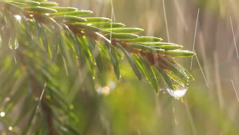 rain on a sunny day. close-up of rain on the background of an evergreen spruce branch.