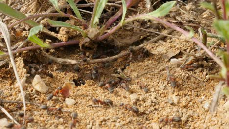 giant black ant colony entrance under plants in dry soil 4k