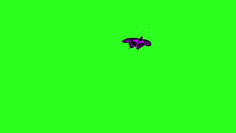 animated colorful beauty butterfly on green screen chroma key