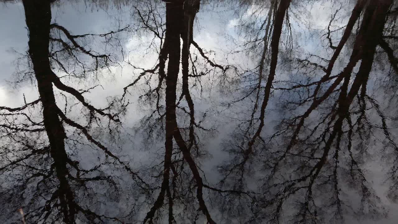 Riflesso di alberi e cielo nell'acqua, ripresa panoramica, 59.