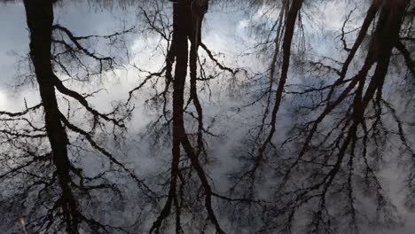 reflejo de los árboles y el cielo en el agua, toma panorámica, 59