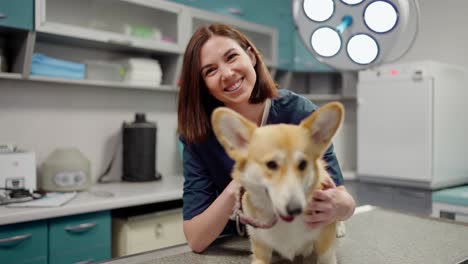 Portrait-of-a-happy-brunette-veterinarian-girl-in-a-blue-uniform-petting-a-yellow-corgi-dog-in-the-veterinarian-office