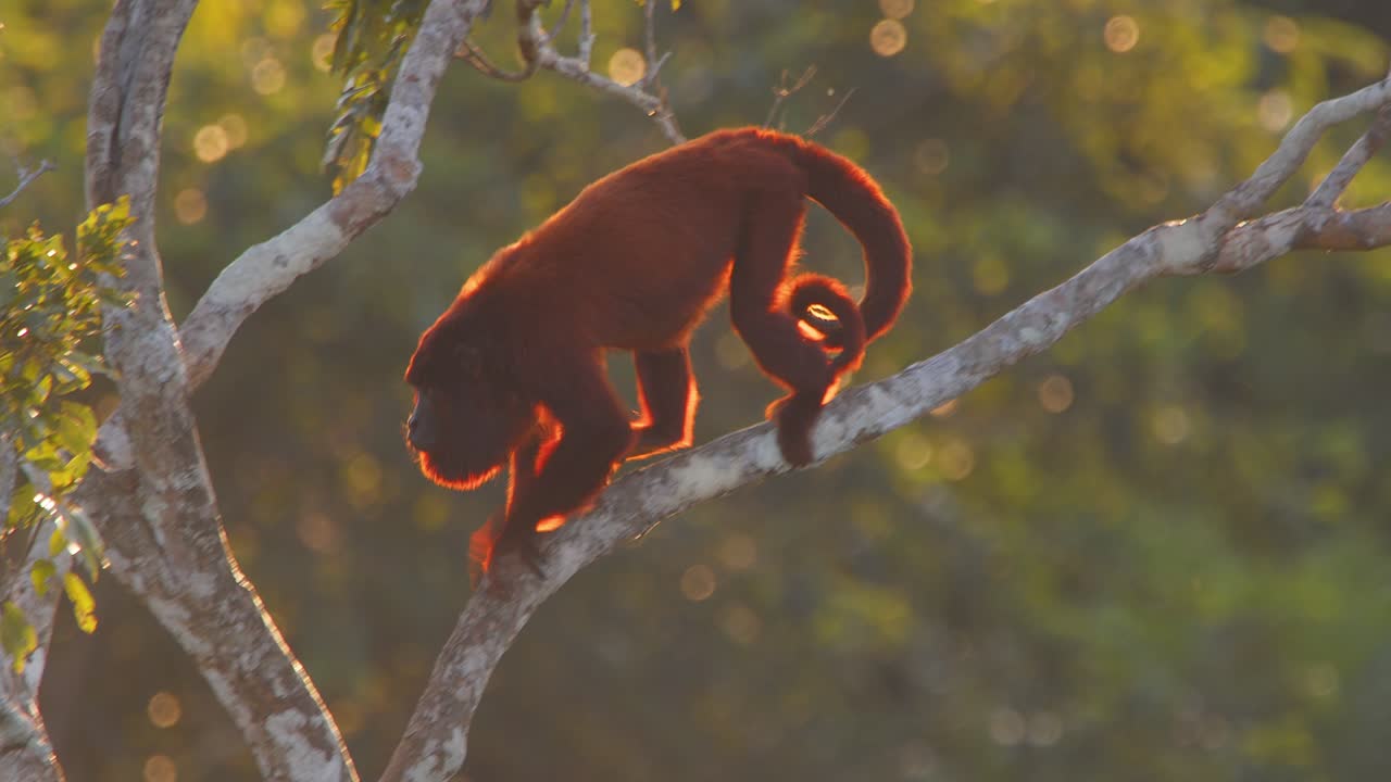 Tilt and Reveal of Adult Red Howler Monkey Walking Along Branch Followed by Camera, Revealing Entire Family Troop Before Lying on Branch in Lush Forest Canopy During Golden Hour