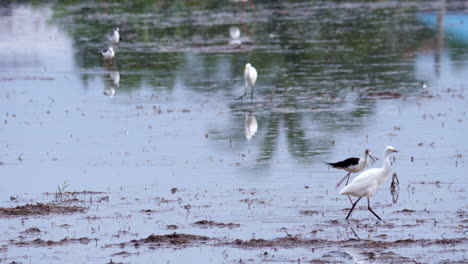 Different-bird-species-like-black-winged-stilts,-egreets,-heron-are-wading-in-a-paddy-field-while-foraging-for-food-in-a-a-province-in-Thailand