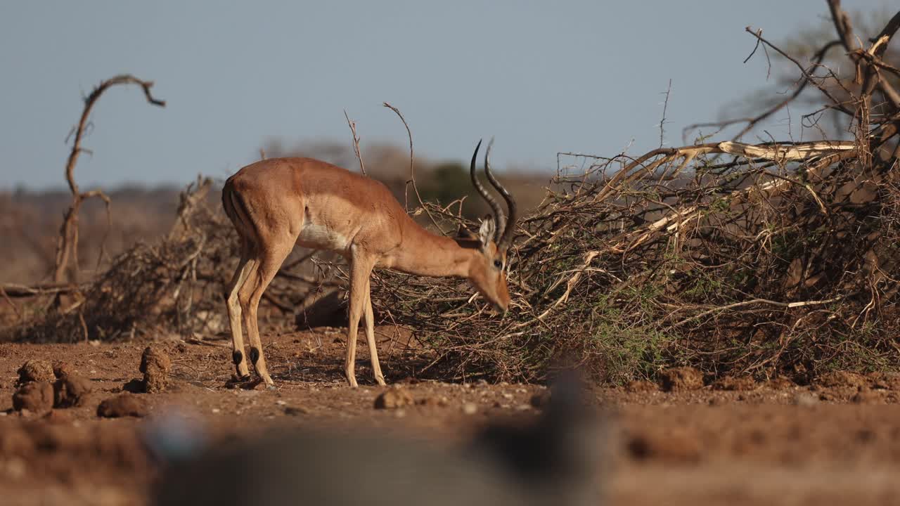 Low angle of a male impala antelope feeding on dry tree while helmeted guinea fowls move through the foreground, Mashatu Game Reserve