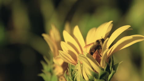 La-Abeja-Avispa-Está-Polinizando-Un-Girasol