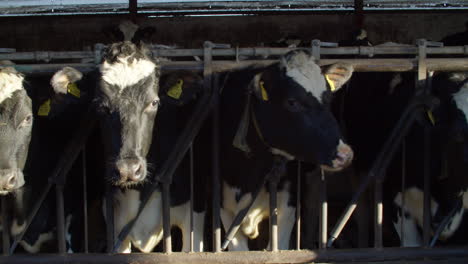 Cows-in-a-farm.-Dairy-cows