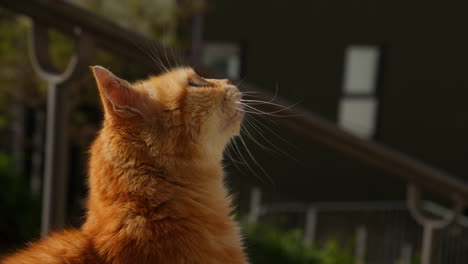 orange tabby cat head looking up with the city background. selective focus shot