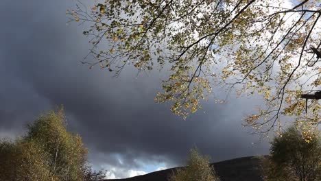 Colourful-autumn-or-fall-leaves-blowing-in-wind-on-branches-against-a-dark-sky,-Highlands,-Scotland