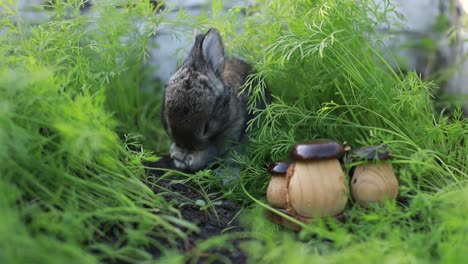 cute little rabbits on green grass, white little rabbit