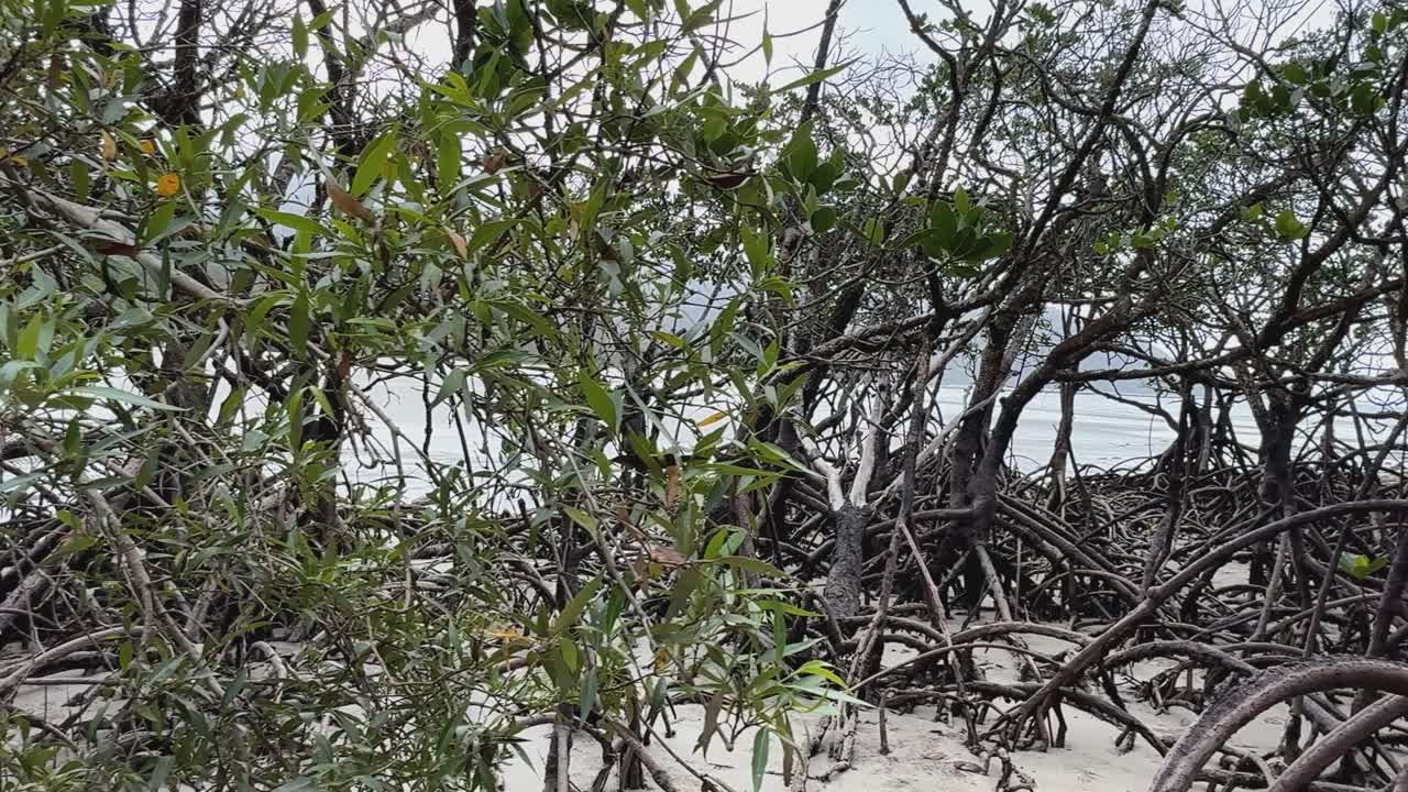 A smooth camera movement travels through a coastal mangrove forest, highlighting exposed pneumatophore roots, sandy ground, and lush green foliage in natural daylight