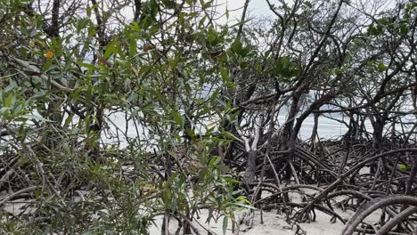 a smooth camera movement travels through a coastal mangrove forest, highlighting exposed pneumatophore roots, sandy ground, and lush green foliage in natural daylight