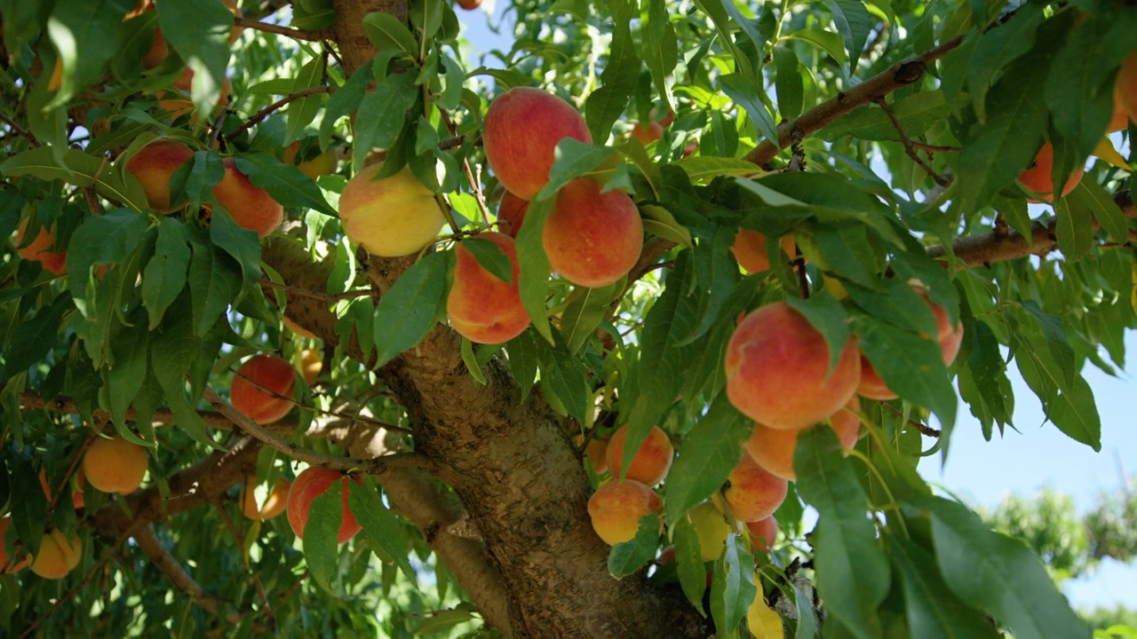 Grappolo di pesche