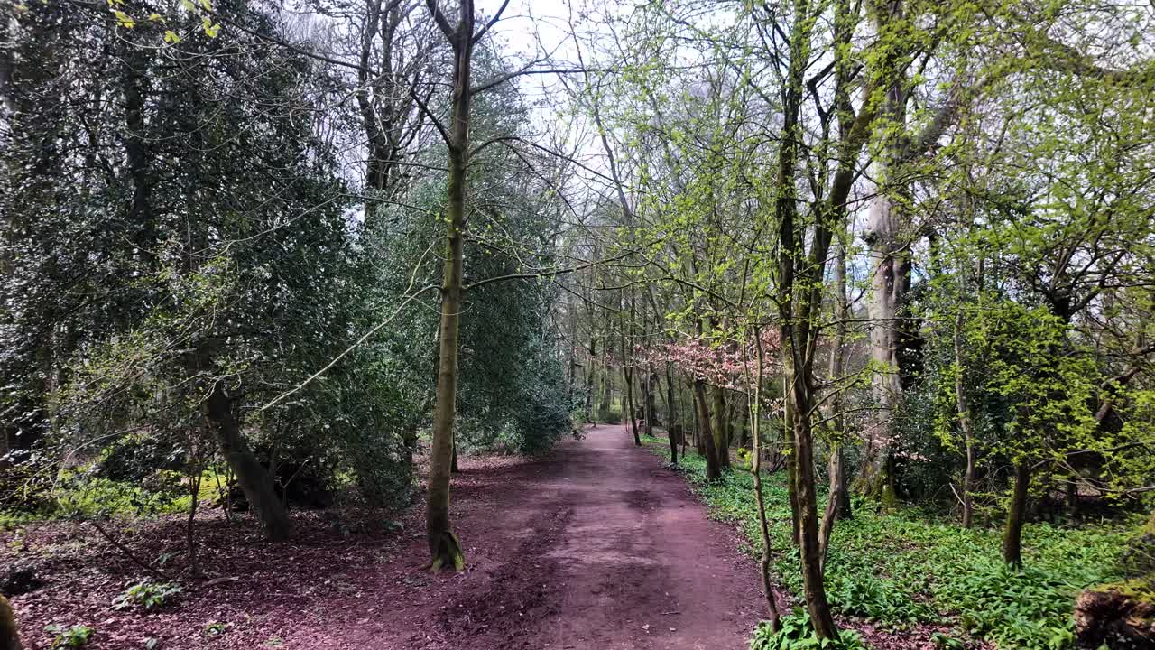 Promozione della terapia della natura e della silvoterapia, mostrando una ripresa POV di un sentiero che si snoda attraverso una foresta tranquilla.