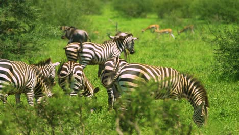 herd of wild zebra wagging tales in african plains in sunshine, tanzania manyara ranch